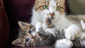 ¿Cómo decir ‘te quiero’ a un gato? Señales felinas para comunicar afecto y fortalecer el vínculo