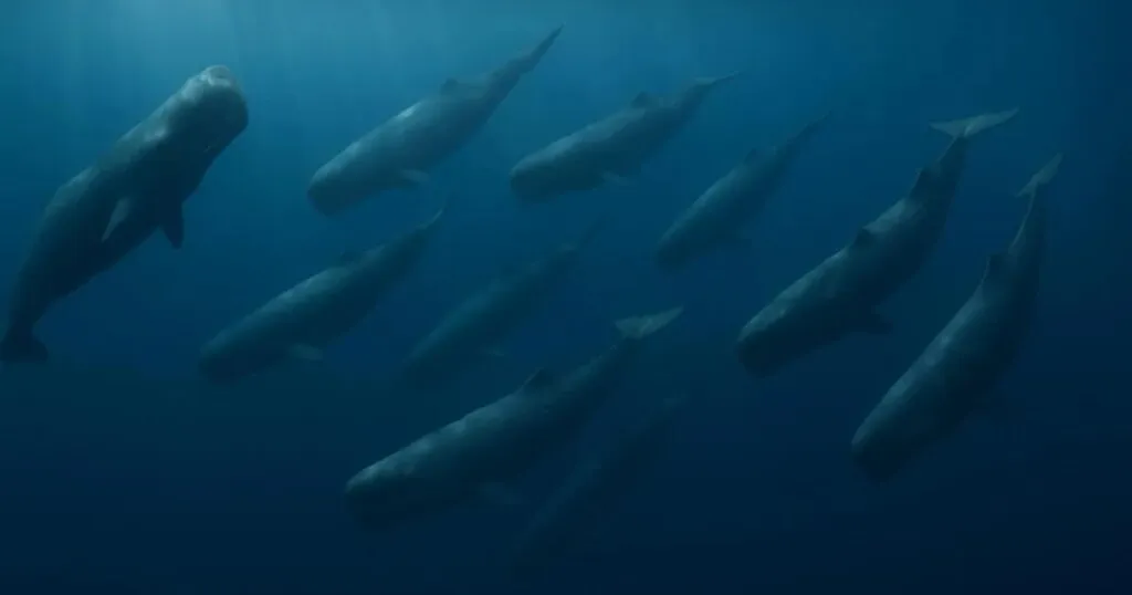 ¿Cuánto sabes sobre la coordinación animal en el océano?