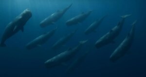 ¿Cuánto sabes sobre la coordinación animal en el océano?