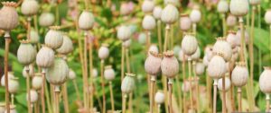 ¿Las plantas también duermen? | Noticias de la Ciencia y la Tecnología (Amazings® / NCYT®)