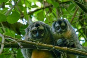 A más calor, más peso corporal en primates