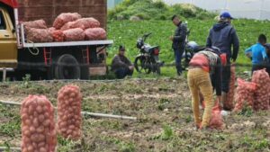 Agricultores de Mérida reportan bajas ganancias por la venta de sus rubros