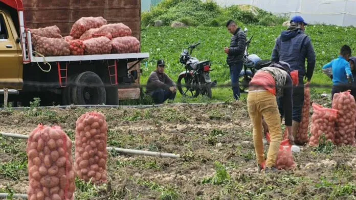 Agricultores de Mérida reportan bajas ganancias por la venta de sus rubros
