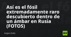 Así es el fósil extremadamente raro descubierto dentro de un ámbar en Rusia (FOTOS)