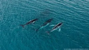 Ballenas completan travesía récord de Australia a Brasil