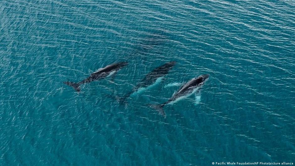 Ballenas completan travesía récord de Australia a Brasil