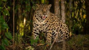 Biodiversidad: por qué es un pilar de la vida en la Tierra y cuáles son las alertas de su degradación