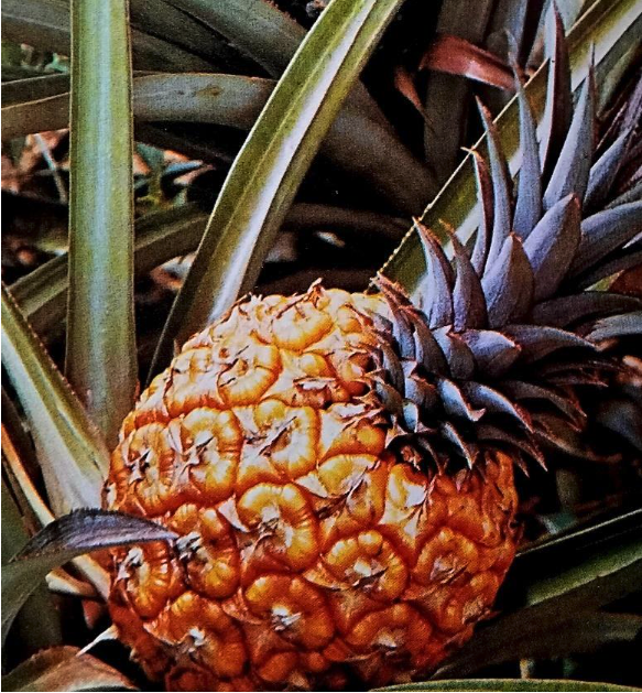 Botánica | La piña (parte II)