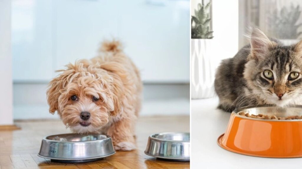 Cada cuánto lavar el plato de su mascota: frecuencia, higiene y cómo desinfectarlo correctamente