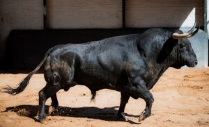 Cantaor, un toro excepcional que engrandece la tauromaquia