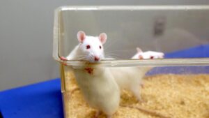 China ya prueba en ratones una vacuna experimental de ARNm contra distintas variantes del ébola, incluida la cepa de Bundibugyo | elperiodico.com
