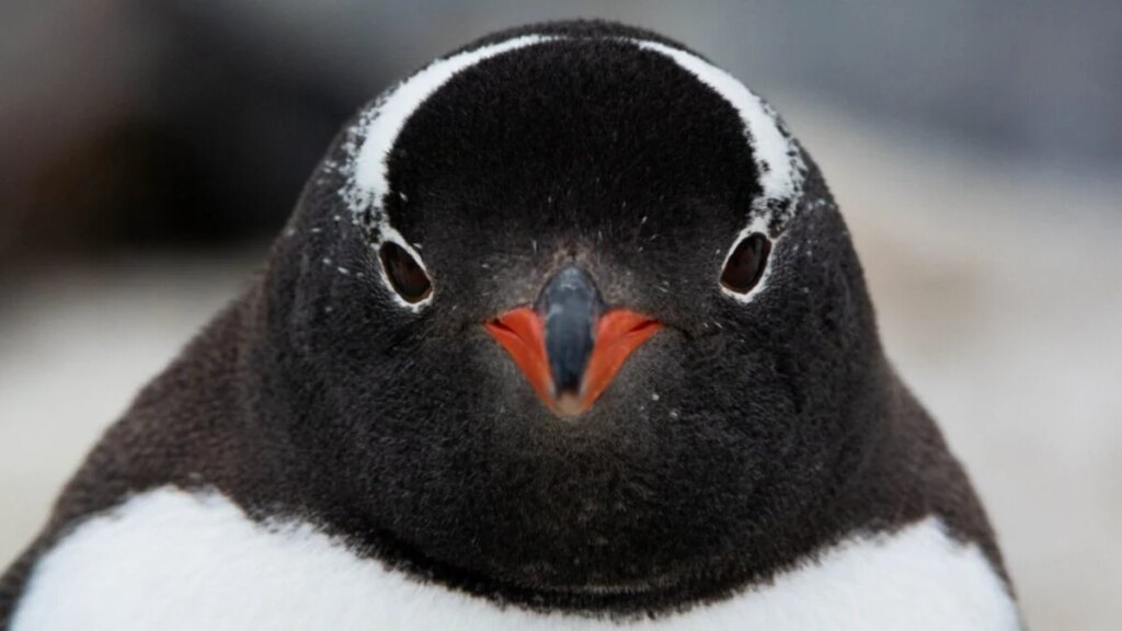 Científicos descubren una nueva especie de pingüino en la Antártica por primera vez en más de 100 años. El hallazgo revela que los pingüinos papúa ocultaban una división genética que nadie había logrado confirmar