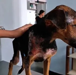 Contabilizan 434 actuaciones policiales por maltrato animal