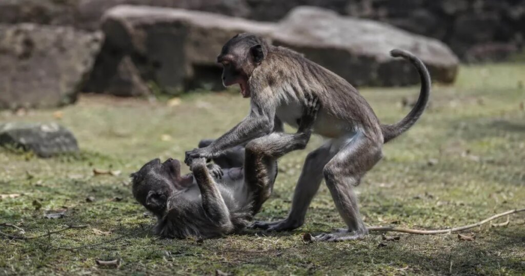 Descubren en 37 especies de primates que las sociedades más autoritarias casi borran una conducta fundamental para sobrevivir 