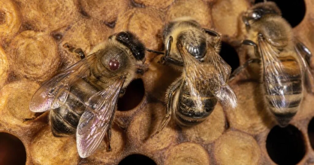 Descubren que las abejas detectan virus en la comida y a veces prefieren el alimento contaminado
