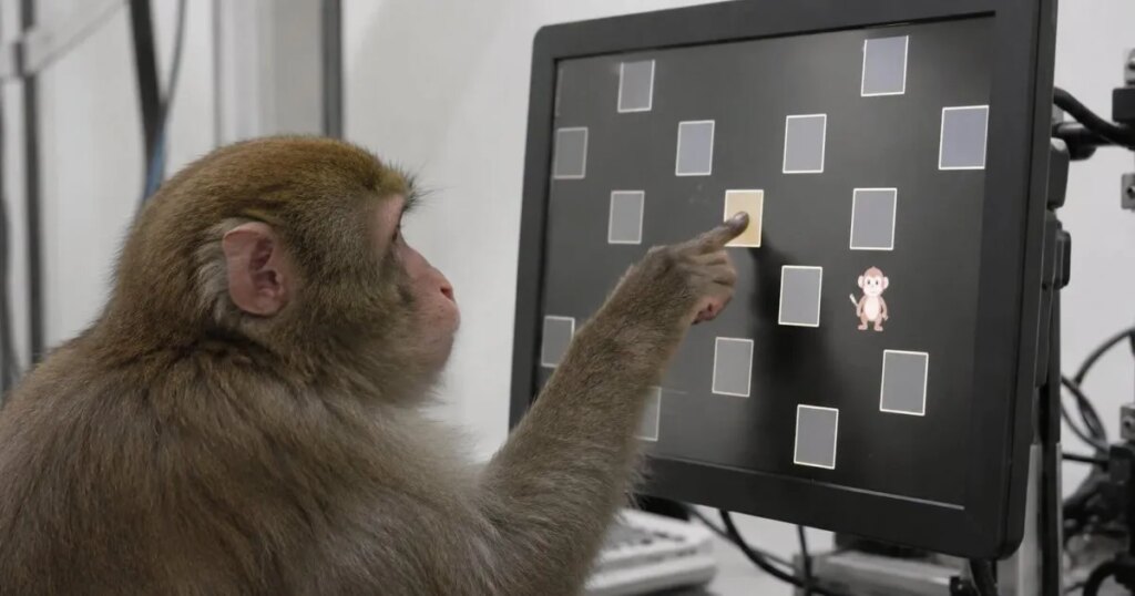 Descubren que los macacos juegan hasta 100 veces seguidas cuando el misterio es lo bastante impredecible como para enganchar su cerebro igual que ocurre en los humanos
