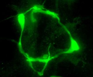 Desvelan un mecanismo genético que permite a las neuronas cambiar su identidad según el entorno