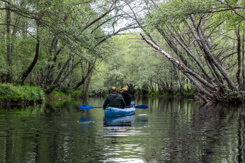 Los abedules forman un tunel vegetal en el río Tera, en las inmediaciones de Puebla de Sanabria.