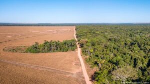 Dos tercios de la Amazonía podrían transformarse en sabana