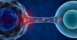 El ADN dañado puede viajar por nanotubos celulares y alterar el genoma de células sanas