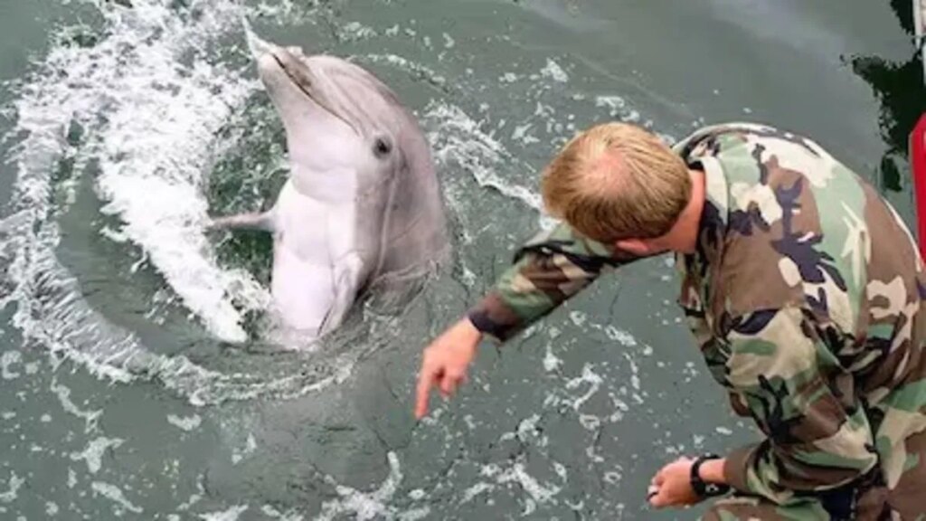 El Pentágono descartó que Irán tenga delfines kamikazes y no negó que EEUU cuente con esa arma