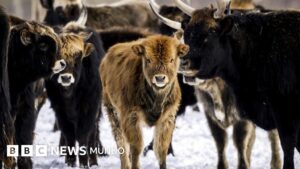 El experimento de la reserva holandesa que pasó de ser un santuario de animales a un campo de muerte