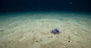 El nuevo pulpo de Galápagos que vive a 1.773 metros tiene la piel casi invisible por fuera y ha obligado a reescribir el diagnóstico de toda su familia