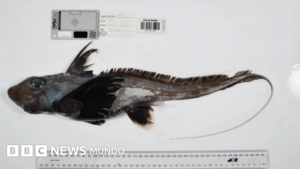 El tiburón fantasma, la esponja carnívora y otras 1.100 especies marinas descubiertas en solo un año