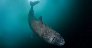 El tiburón que nació antes de la Revolución Industrial: así descubrieron los científicos al vertebrado más longevo de la Tierra