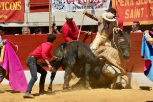 El toro Langosto y el picador Puchano, un emocionantísimo combate