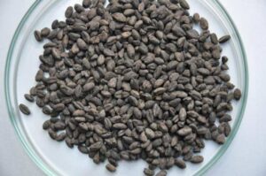 Estos cereales caducaron hace miles de años