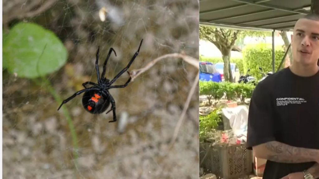 Estudiante en Santander sobrevivió a mordedura de araña venenosa: 'Estuve siete días en cuidados intensivos'