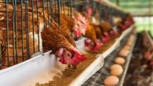 Fenavi proyecta un crecimiento del 60% en la producción avícola nacional