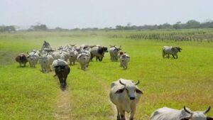 Feproagro reportó una disminución del 50% en la producción de la carne en Bolívar durante el 2025
