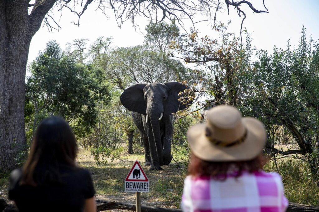Unas turistas observan a un elefante en el Parque Nacional Kruger, en Sudáfrica.