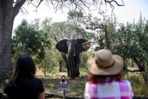 Hallados los cadáveres de dos turistas apuñalados en el Parque Nacional Kruger de Sudáfrica | elperiodico.com