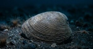Hay animales que viven 500 años. La ciencia ya sabe por qué tú y casi ningún otro pueden hacer lo mismo