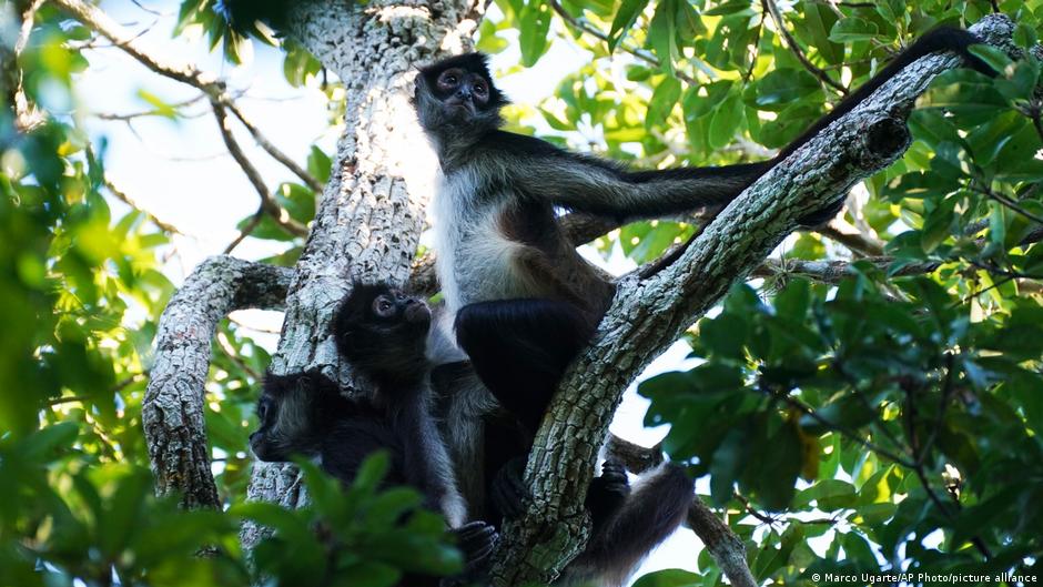 Herencia Maya: ¿un fondo para la selva o capitalismo verde?