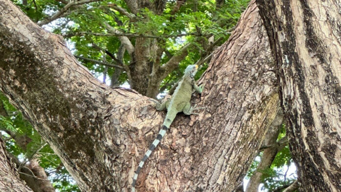 Inauguran un reservorio de iguanas para fomentar su preservación en Cojedes
