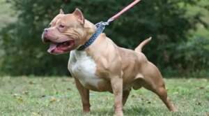 Intentaba salvar a una estudiante de su pitbull y el animal lo mató