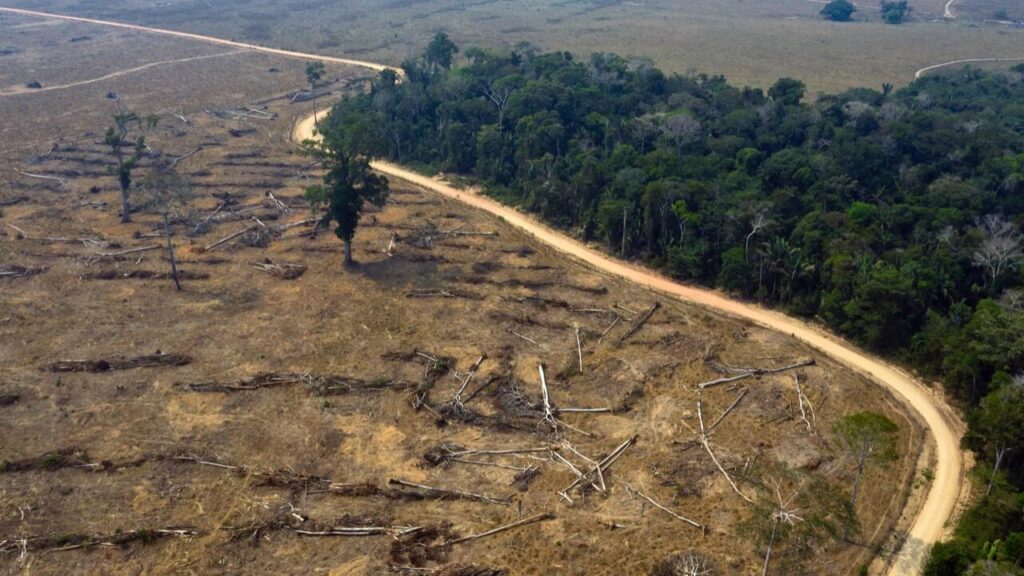 La Amazonía, "bajo ataque" creciente del crimen organizado, dice ONG - AlbertoNews