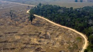 La Amazonía, «bajo ataque» creciente del crimen organizado, dice ONG – AlbertoNews