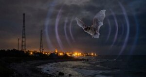 La WiFi, el tendido eléctrico y tus dispositivos confunden y desorientan a los murciélagos hasta varias horas después de su exposición