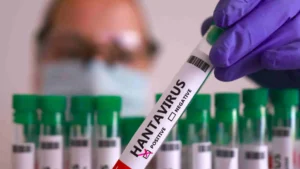 La alentadora vacuna chilena contra el hantavirus que busca fondos para avanzar en humanos