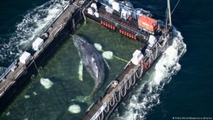 La ballena «Timmy»: rescate espectacular con final incierto