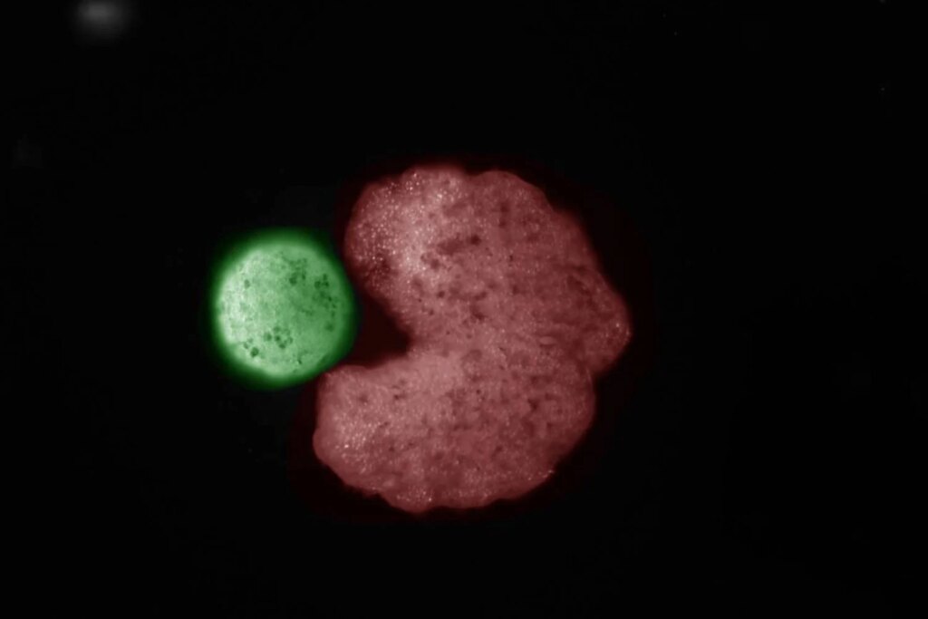 Ni vivo ni muerto: el inquietante hallazgo que desafía nuestra comprensión de la biología