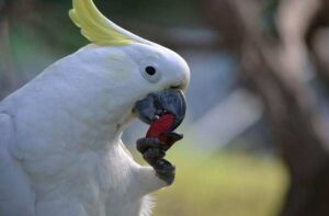 La causa de la asombrosa adaptabilidad de las cacatúas a zonas urbanas