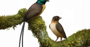 La ciencia confirma que algunas aves primitivas ya sacrificaban su capacidad de vuelo para desarrollar enormes colas de exhibición hace 121 millones de años