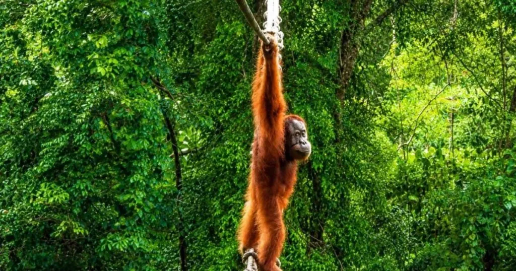 La ciencia llevaba dos años esperando esta escena en Indonesia: un orangután cruza un puente de cuerdas y abre una nueva esperanza para la conservación