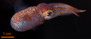 La danza milenaria de la coevolución entre bacterias y animales
